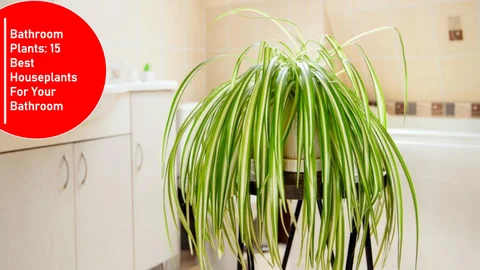 卫浴 Plants 15 Best Houseplants For Your 卫浴
