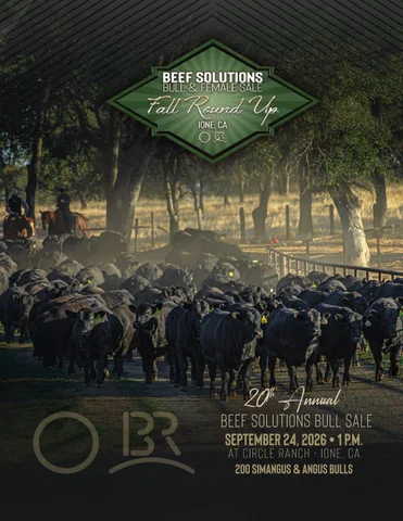 Beef Solutions Bull Sale 灯饰目录 2026