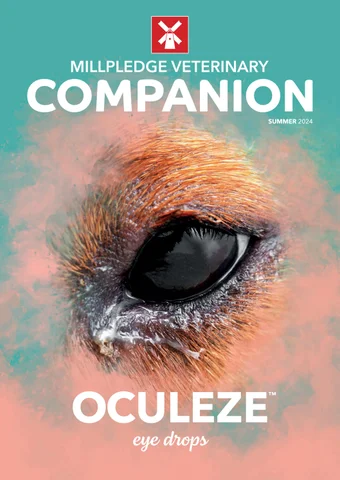 英国 夏季 Companion 夏季 2024