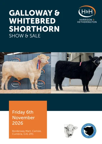 Galloway × Whtiebred Shorthorn 061126