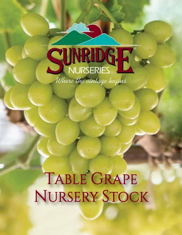 桌 Grape 目录 2024